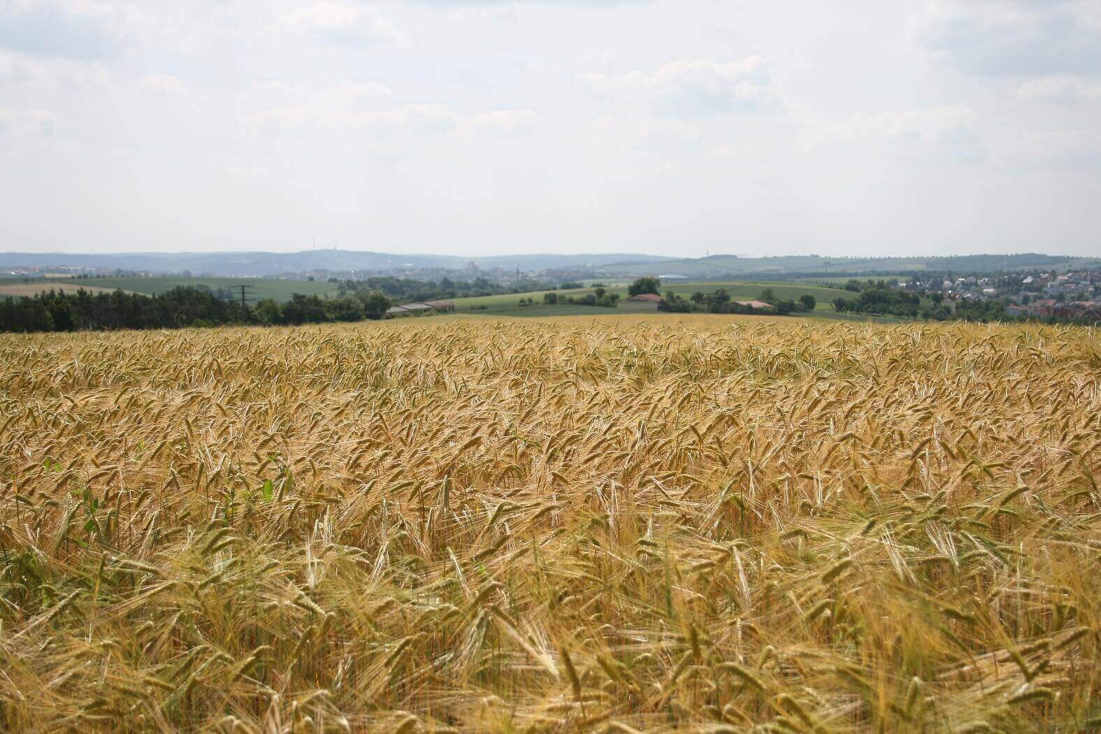 Wheat fields